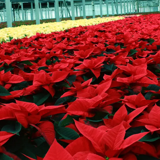 Poinsettia