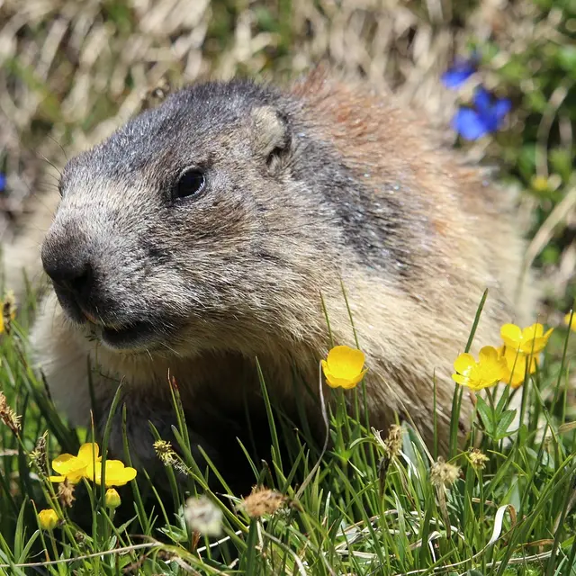 Marmotte