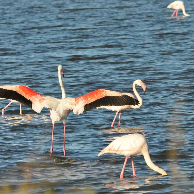 observation des oiseaux aux salins