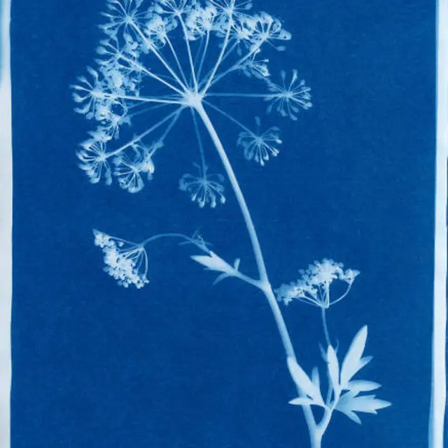 Printemps en fête - Atelier Cyanotype_Saint-Cyr-sur-Menthon