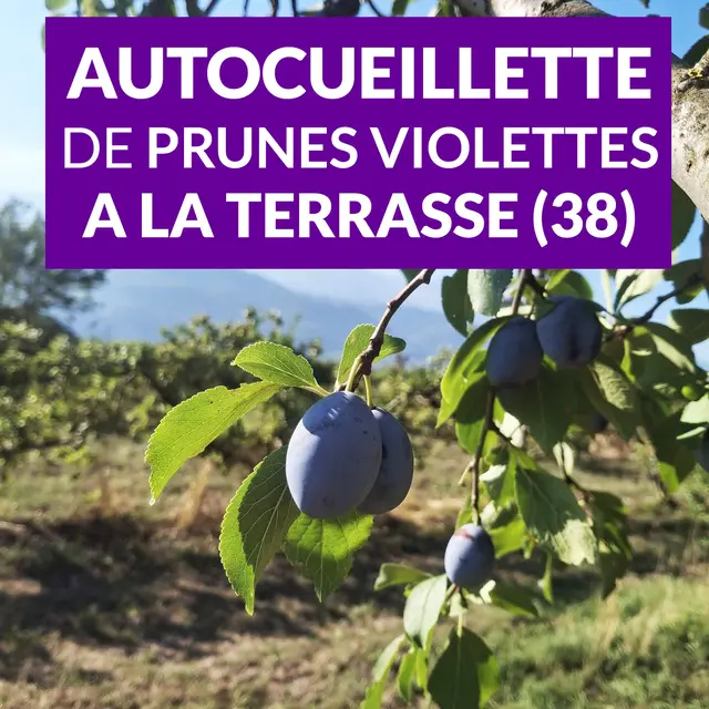 Autocueillette de prunes et mirabelles_La Terrasse