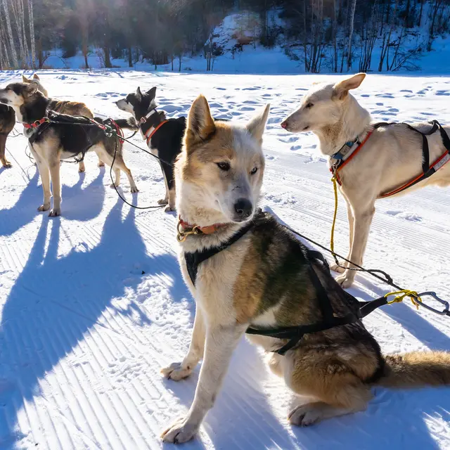 Traineau dingo_Ceillac