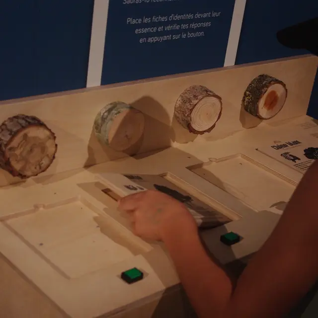 C'est l'été à Salagon : Atelier Dans la forêt lointaine..._Mane