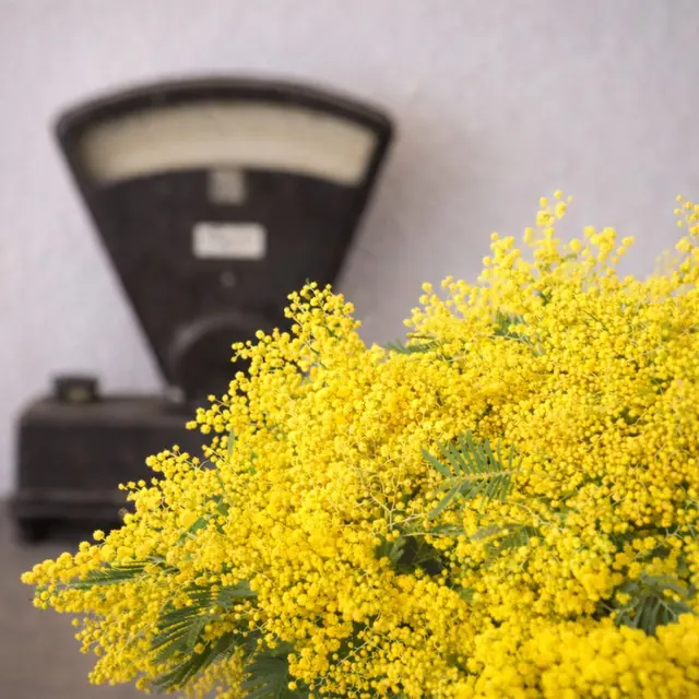 Pégomas : Immersion au coeur du mimosa_Pégomas