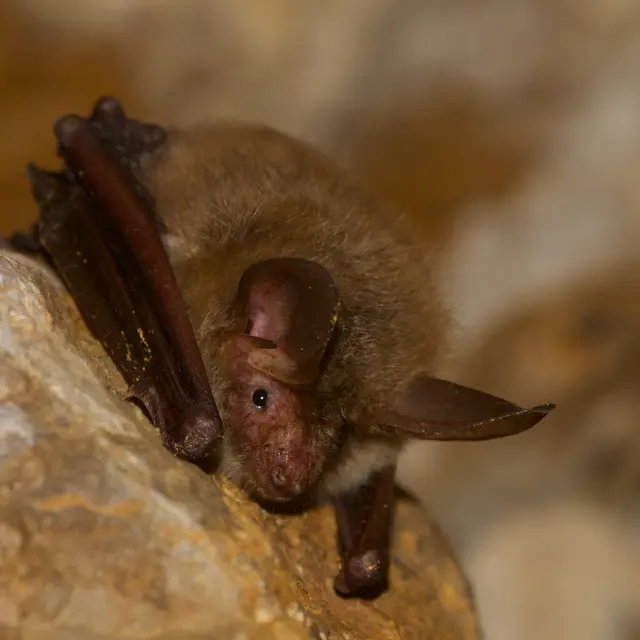 Les jeudis de la Réserve : La nuit de la chauve-souris à Montségur_Montségur