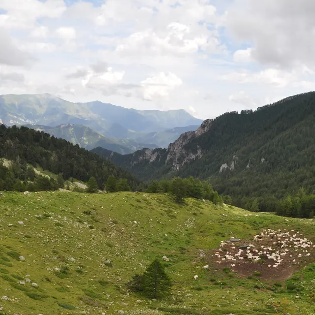 vue sur troupeau vaches a castérino