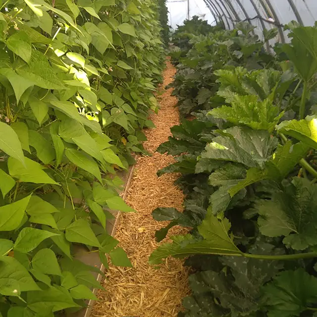 Clos Barbeirane_Cabasse