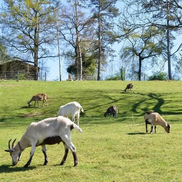 Ferme d'animation Domaine de la Doux_Saint-Denis-de-Cabanne