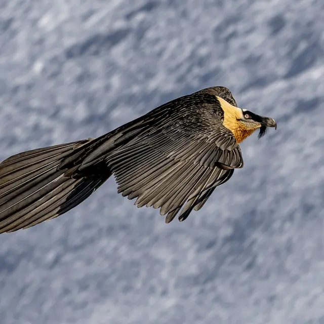 CONFERENCE AVEC DAVID CARPANO, PHOTOGRAPHE ANIMALIER_Megève