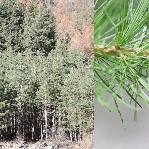 Conférence Insectes et changement climatique