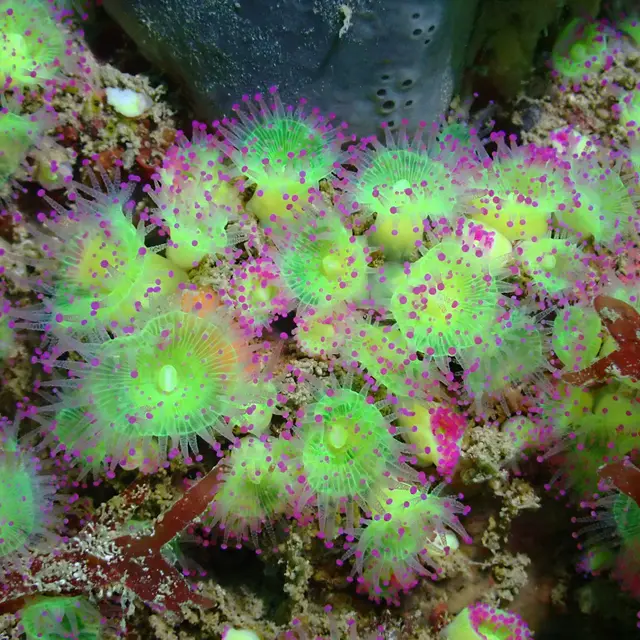 Anémones - Site : Les Arches