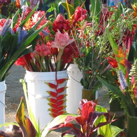Salon de l'horticulture_Koné