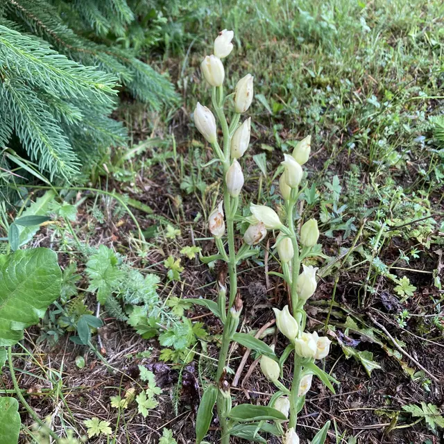 Rendez-vous au jardin : Visite du Sentier botanique des Orchidées_Aillon-le-Jeune