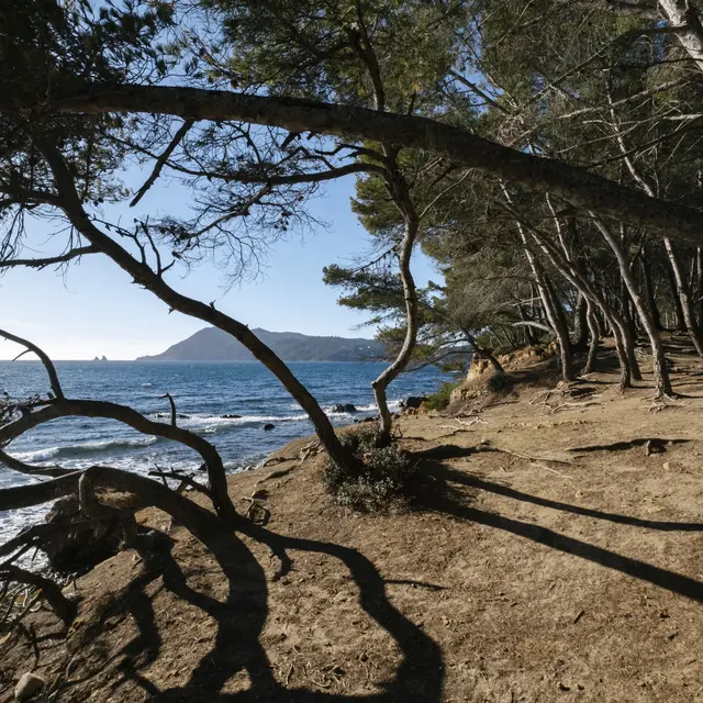 Pinède Saint Asile_Saint-Mandrier-sur-Mer