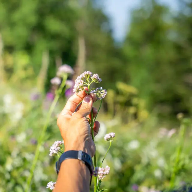 Cycle : les plantes de l'autonomie_Leschaux