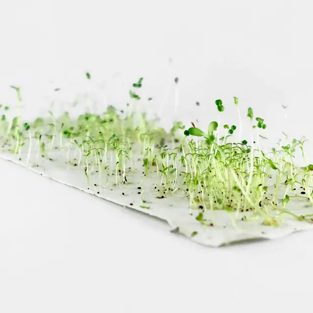Atelier papier à planter_Barrême