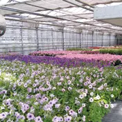 Visite guidée - Les serres municipales_Montauban