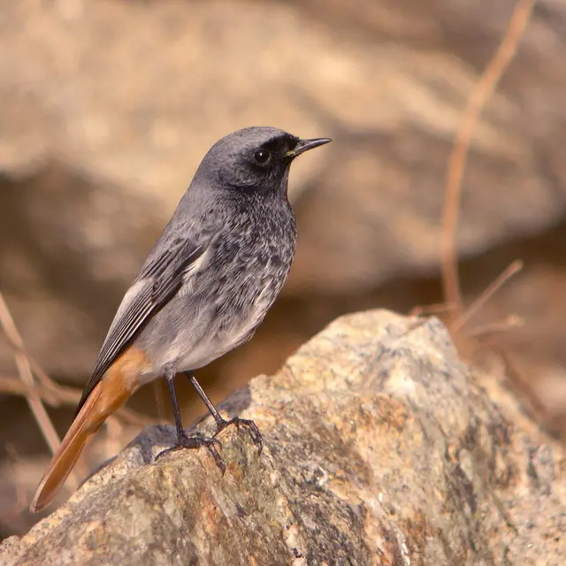 Initiation à l'ornithologie_Daluis