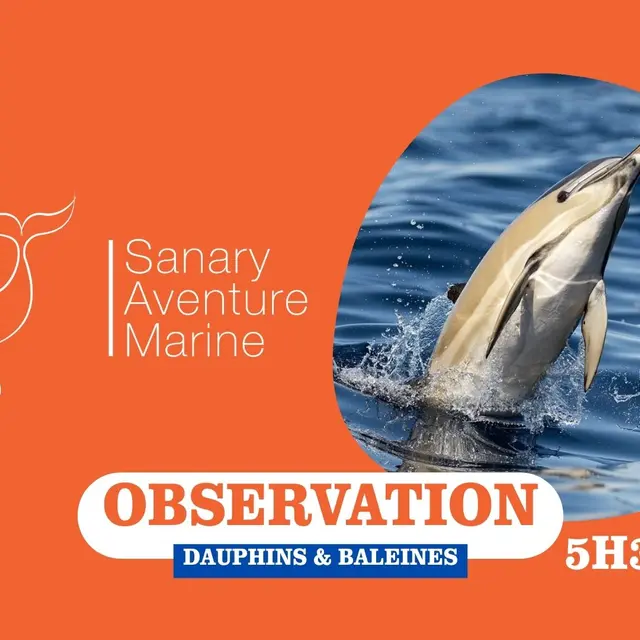Observation des dauphins & baleines (5h30) | Sanary Aventure Marine_Sanary-sur-Mer