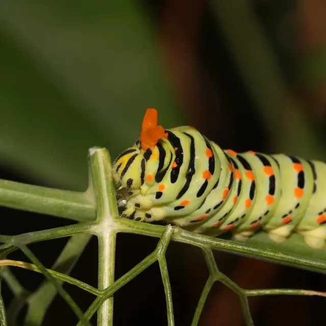 Inventaire participatif – biodiversité des Lauves_Tourrettes-sur-Loup