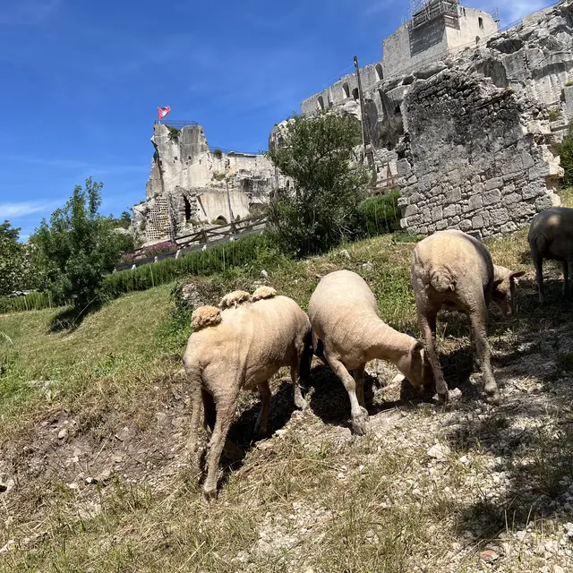Pastoralisme d’aujourd’hui, du mouton à la laine_Les Baux-de-Provence