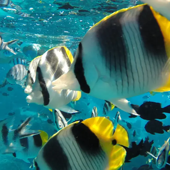 Tohora Bora - Tahiti Tourisme