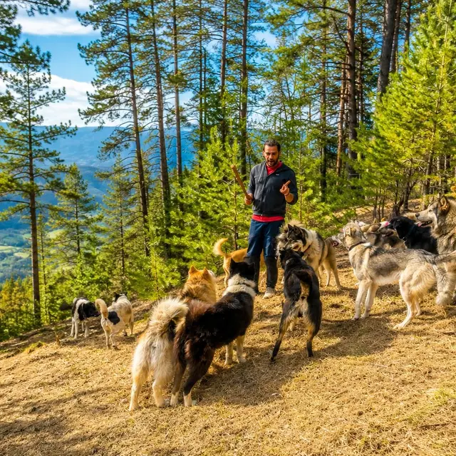 Cani-randonnée : Aventure Famille_Montgenèvre