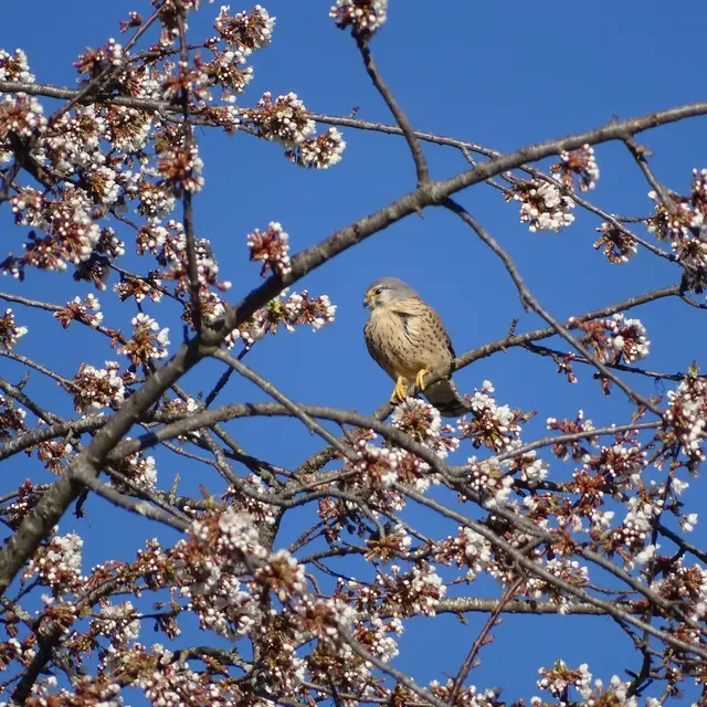 Journée taille et greffe des arbres fruitiers_Seyne