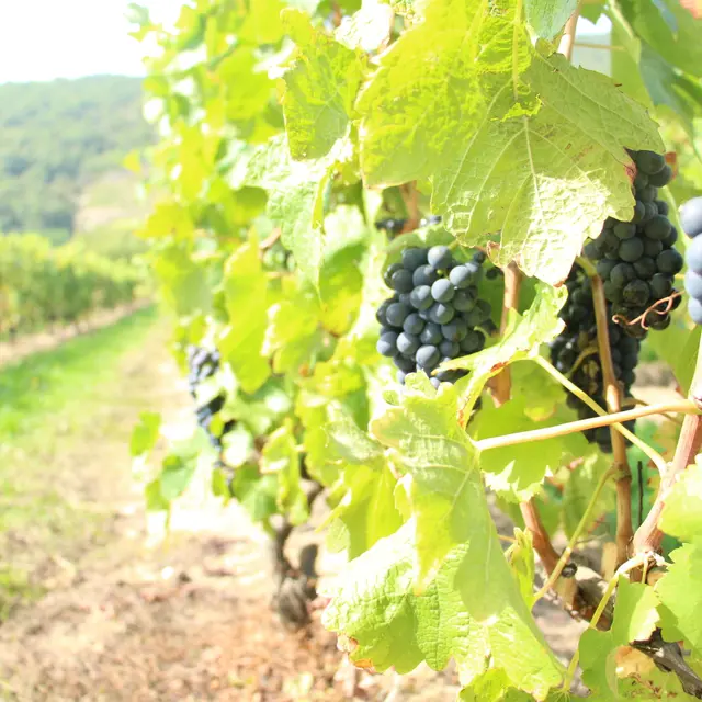 vignes