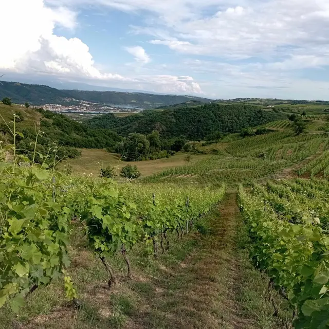 Apéro sunset dans les vignes (Domaine Duclot)_Sarras