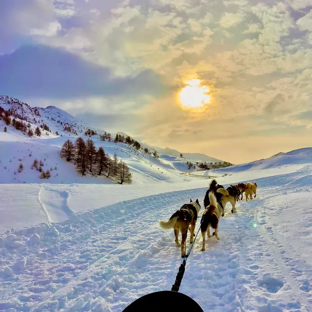 Chiens de traîneau à Roubion_Roubion-Les Buisses