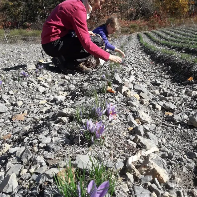 récolte safran 2020