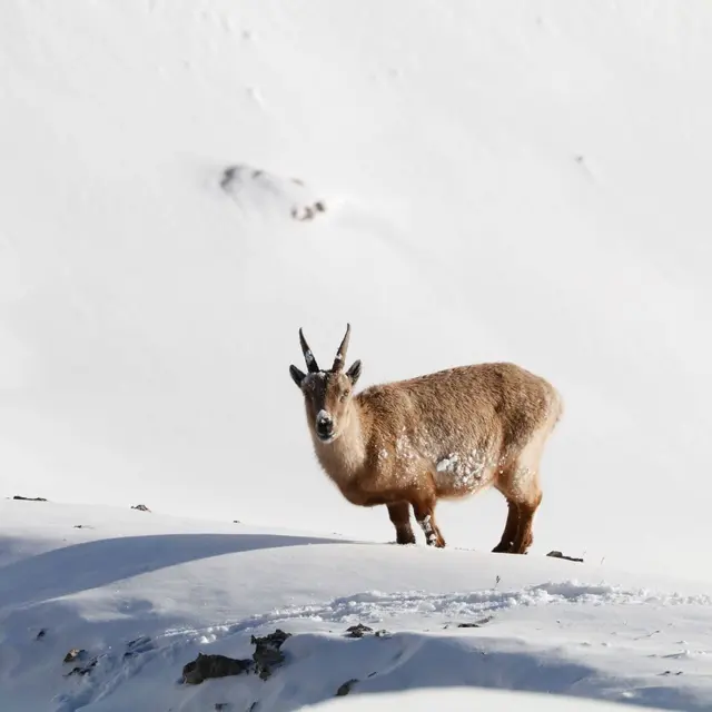Ciné Lautaret : La-haut, sur la montagne_Le Monêtier-les-Bains