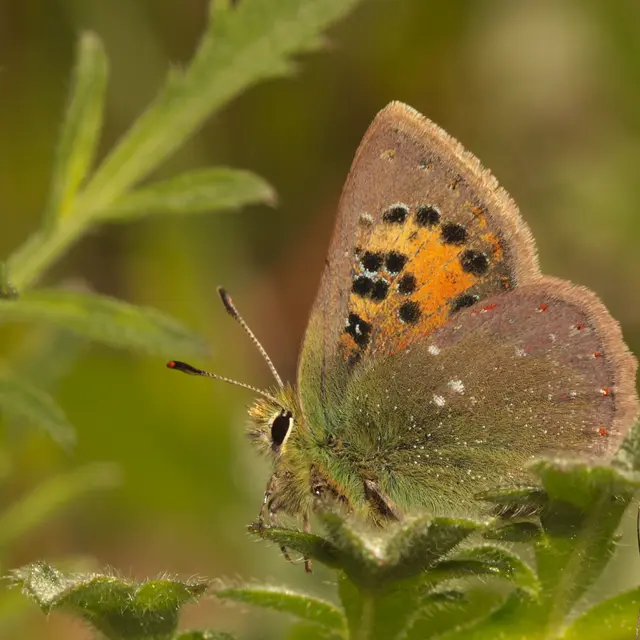 À la recherche du Ballous, un papillon rare et menacé_Le Cannet-des-Maures