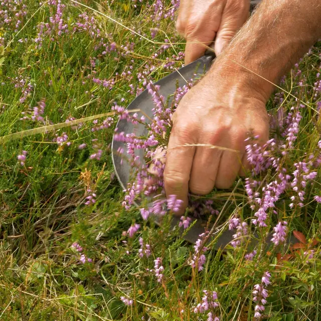 Cueillettes vivantes l Renc'Arts du Parc_La Compôte