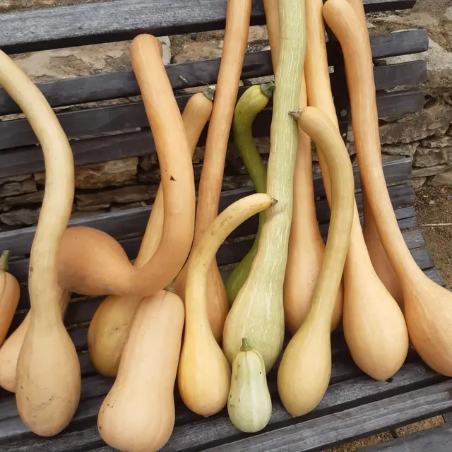 Festival Ventoux Saveurs - Du Potager de la basse fontaine à l'assiette_Puyméras