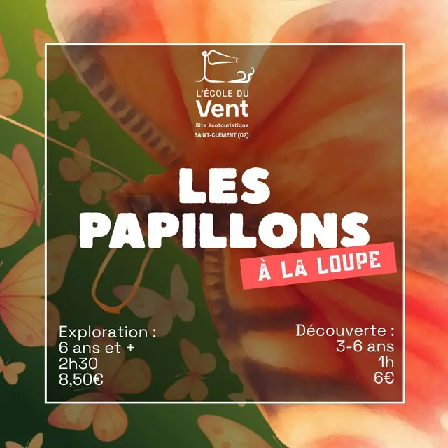 Les papillons à la loupe - Découverte