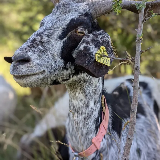 GAEC Dei Reïcampadis_Le Bourguet