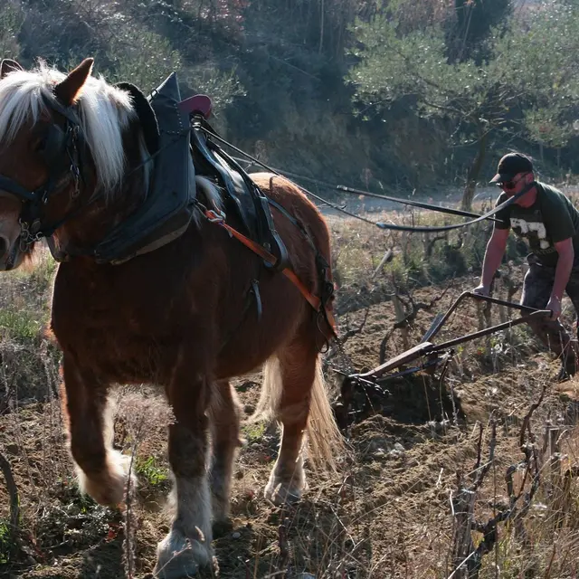 Domaine source des romarins
