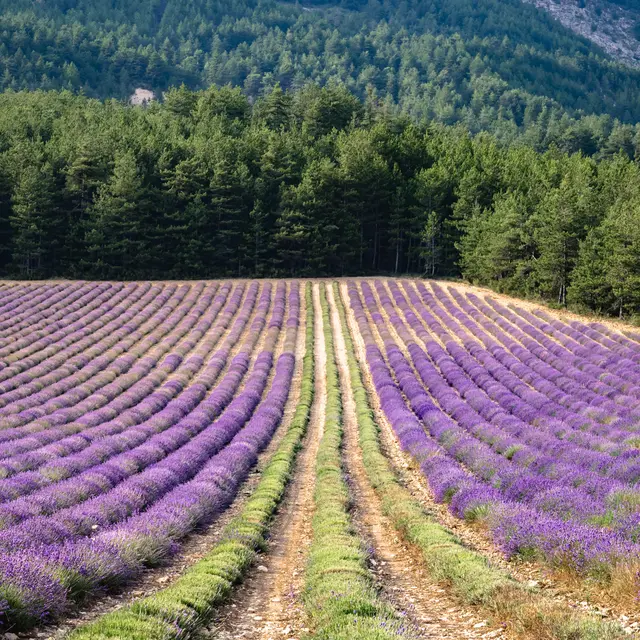Tour du clos des Combes