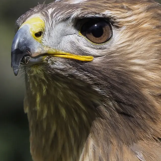 Fauconnerie Aigles de la Sainte-Baume_Cuges-les-Pins