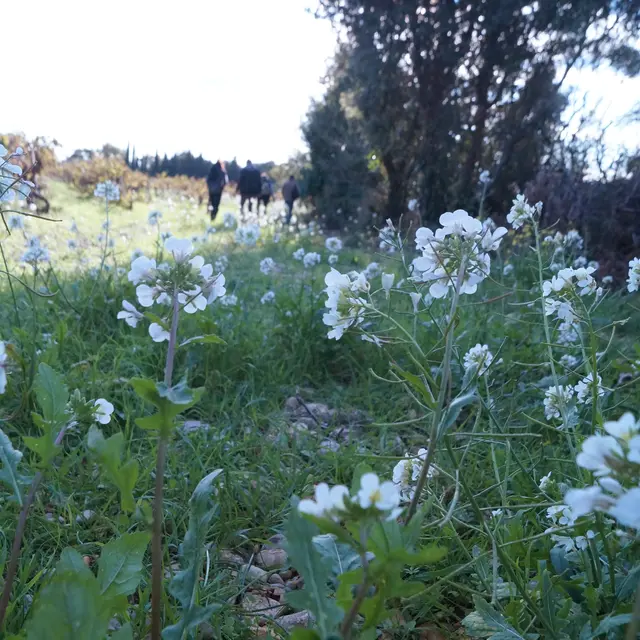Balade Sainte-Cécile-les-Vignes
