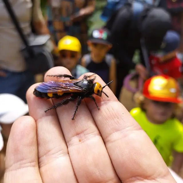 Activité enfant Les petites bêtes de nos jardins_Rayol-Canadel sur Mer