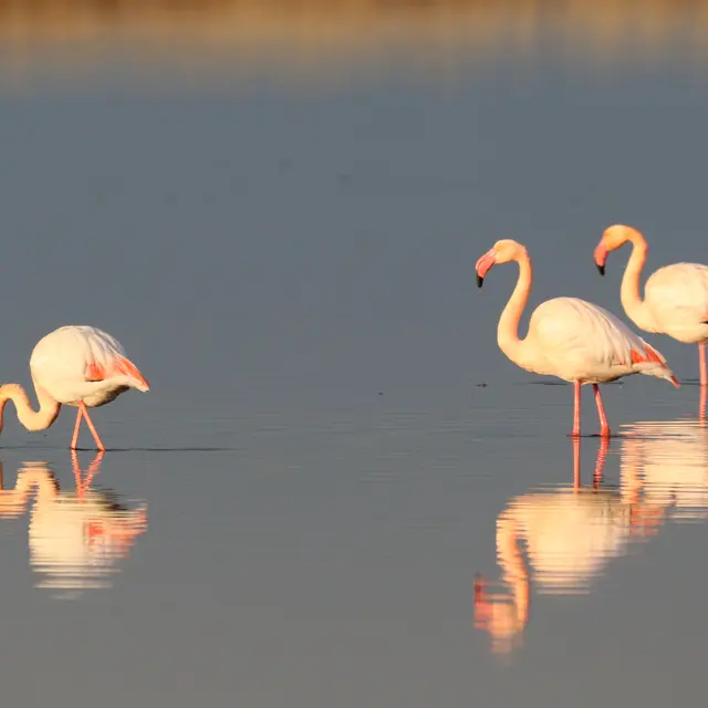 Marais du sentier nature, Capelière