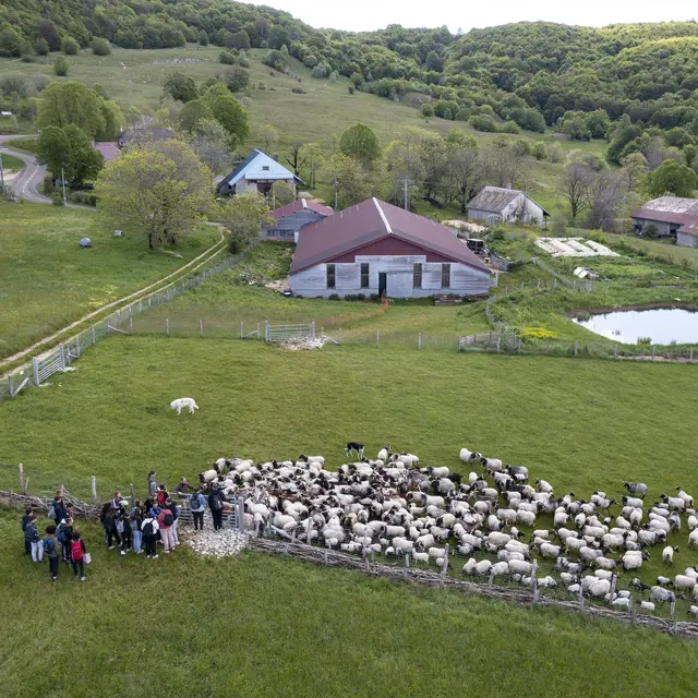 Randonnées en alpages avec la bergerie Au rythme du troupeau_Haut Valromey