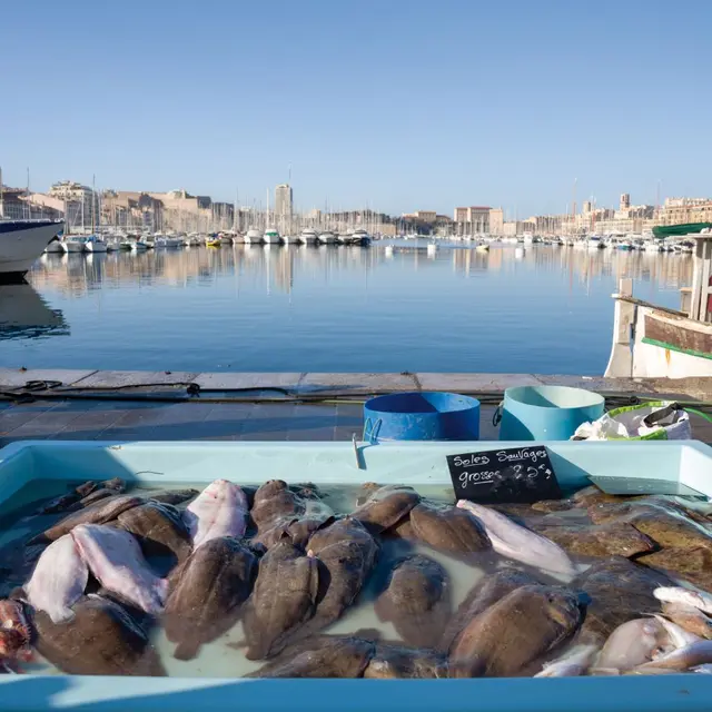 Cuisine marine durable : repenser notre assiette pour préserver la Méditerranée_Marseille