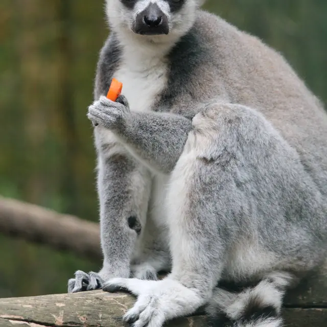 Visite guidée du Jardin Zoologique Tropical_La Londe-les-Maures
