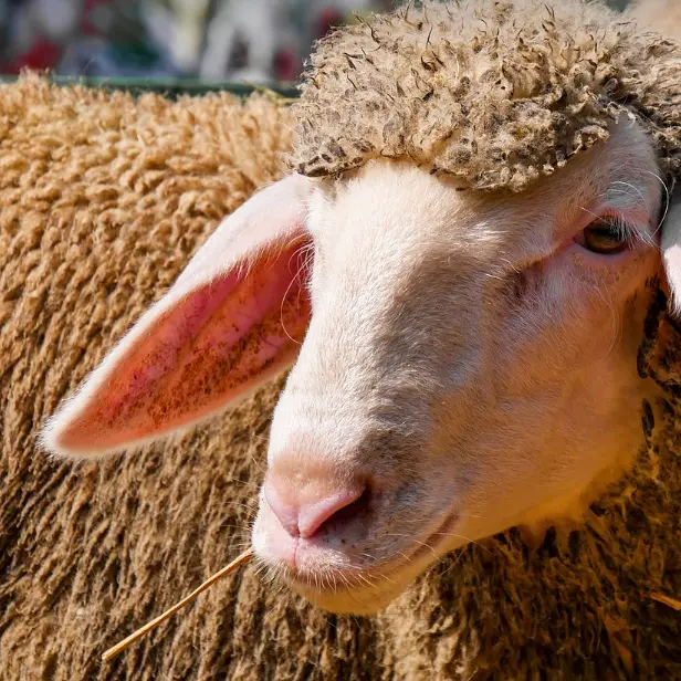 Le Boué de Claraxel_Méailles