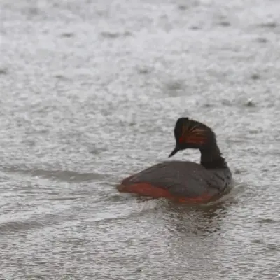 Observation des oiseaux de la Durance - Sortie nature_Mérindol