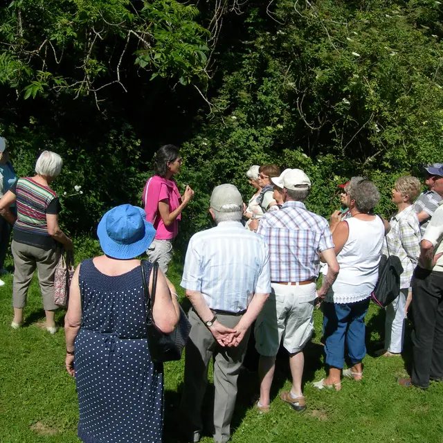 Des plantes à boire
